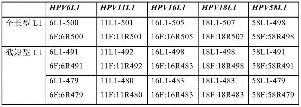 Truncated L1 proteins of human papilloma virus (HPV), virus-like particles as well as preparation method and application of virus-like particles