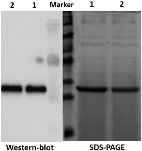 Recombinant pichia pastoris and expression product and application thereof