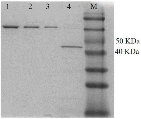 Clostridium perfringen alpha toxin genetic engineering vaccine and preparation method thereof