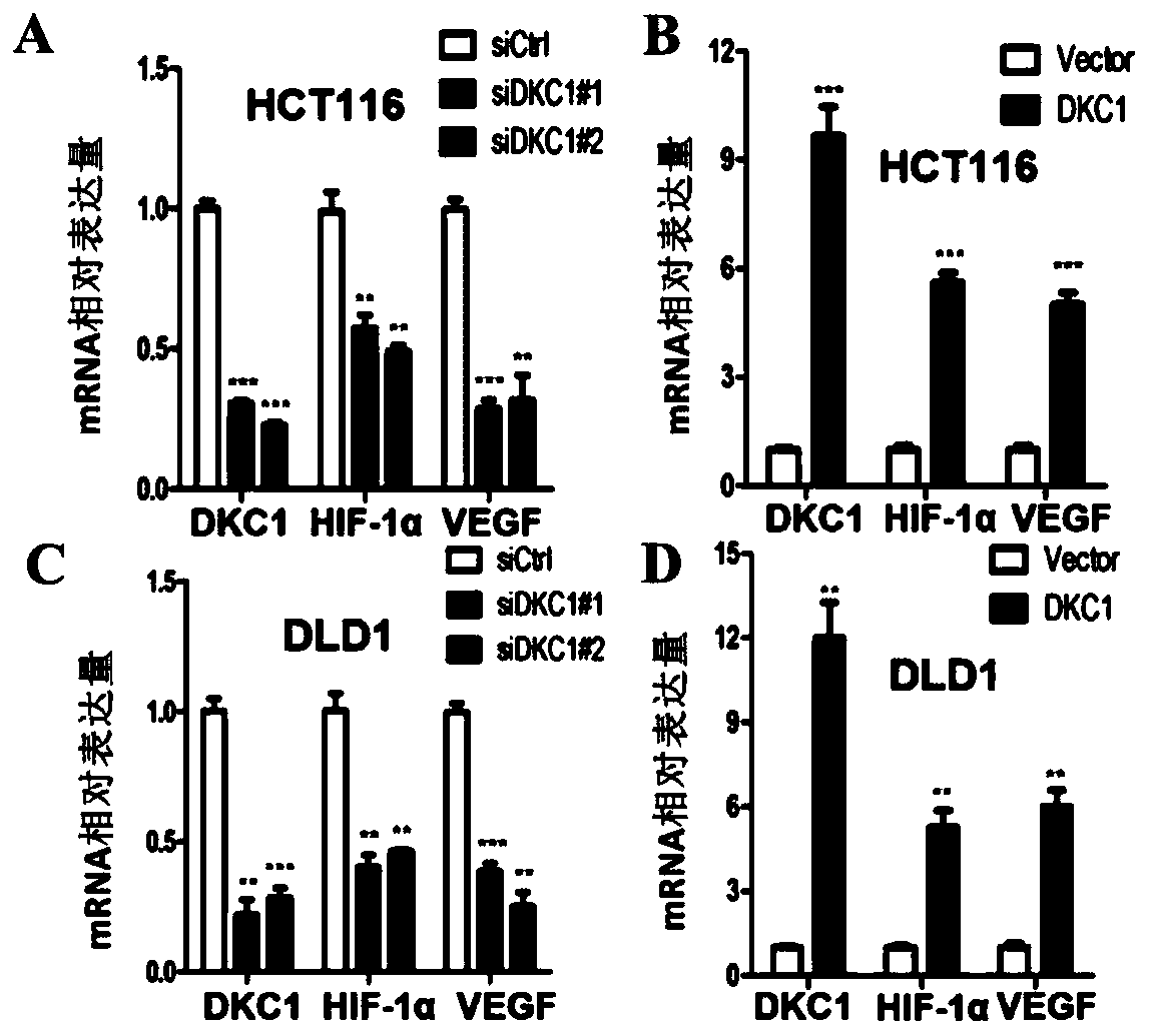 Application of DKC1 and HIF-1 alpha in the synergistic treatment of colorectal cancer