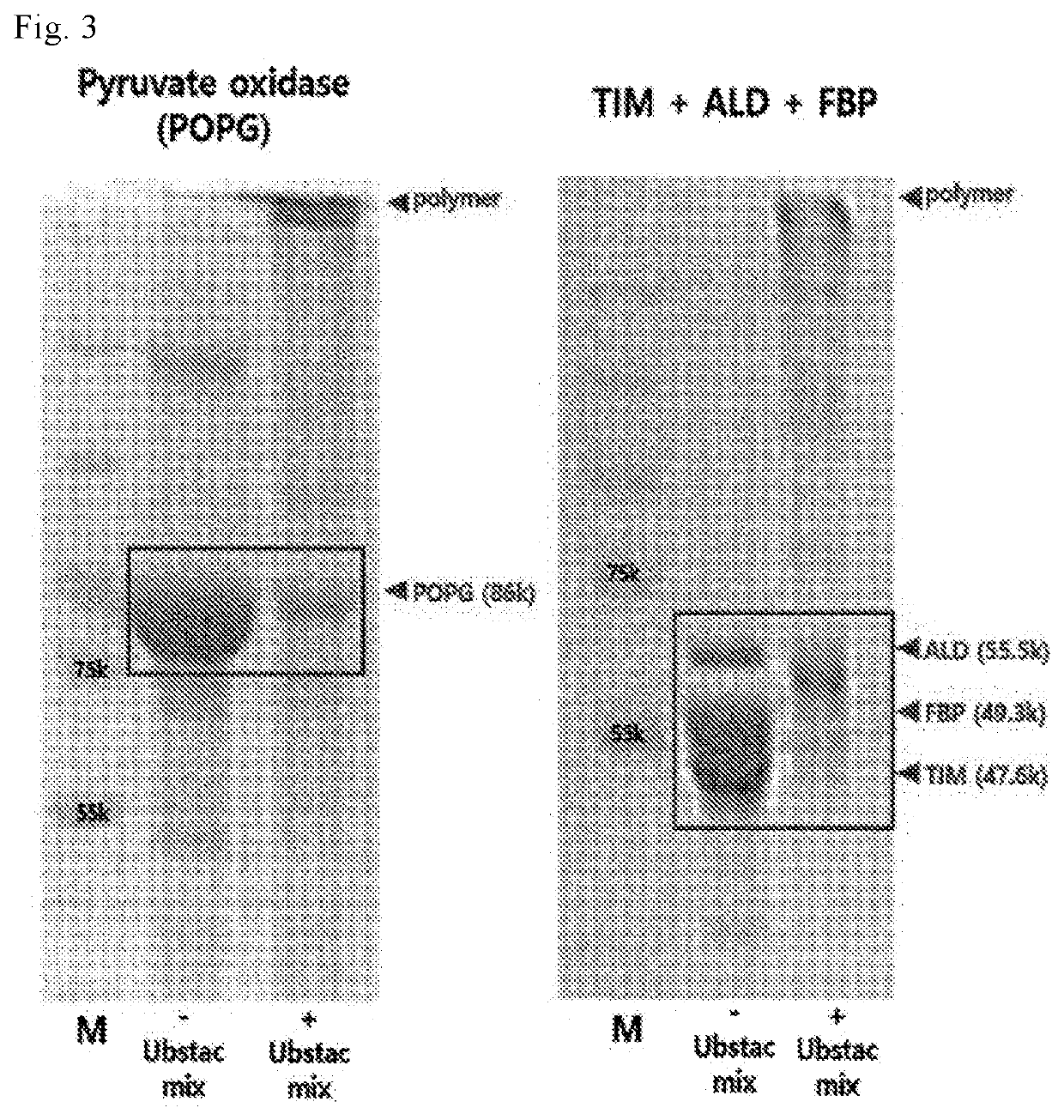 Linear polyfunctional multimer biomolecule coupled to polyubiquitin linker and use thereof