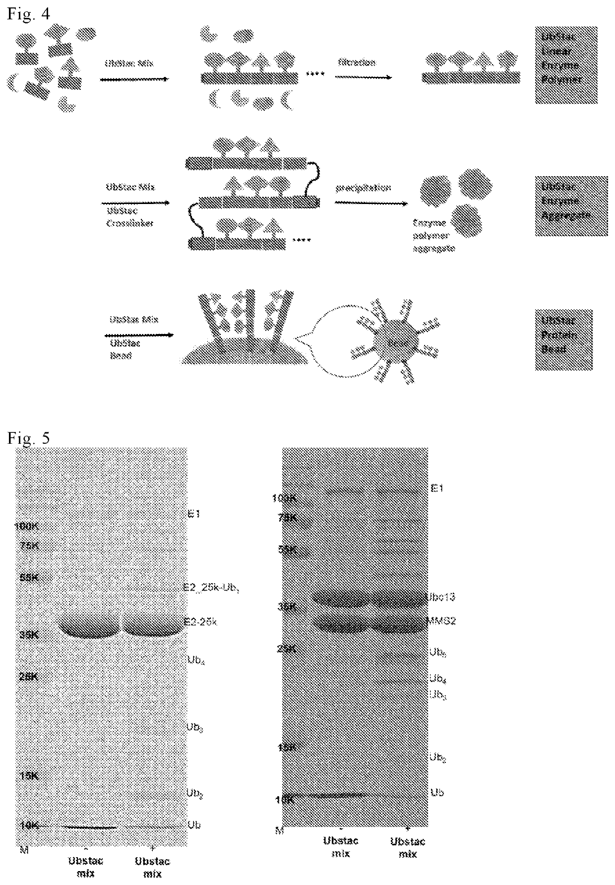 Linear polyfunctional multimer biomolecule coupled to polyubiquitin linker and use thereof