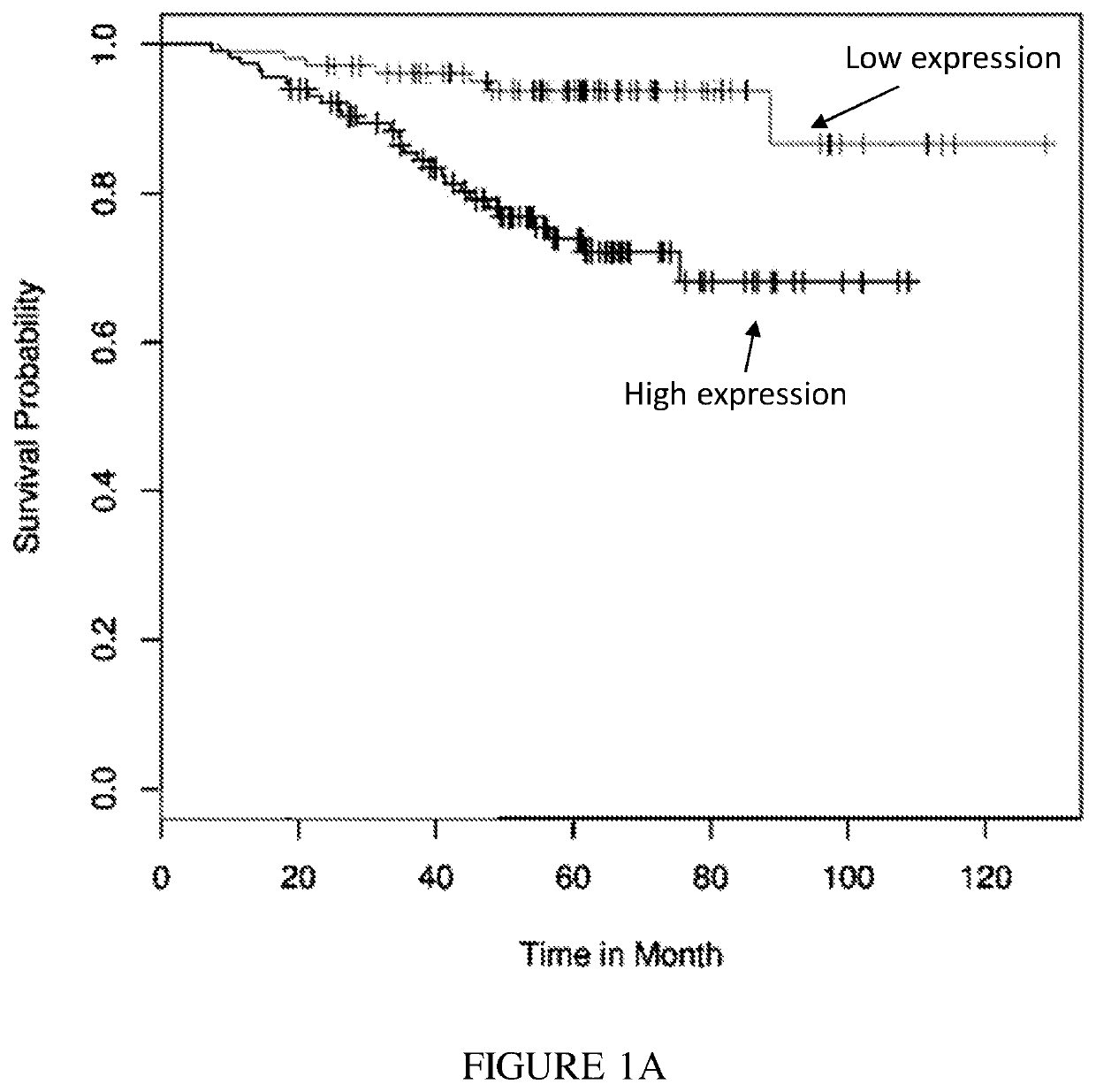 Antibodies specific to human poliovirus receptor (PVR)