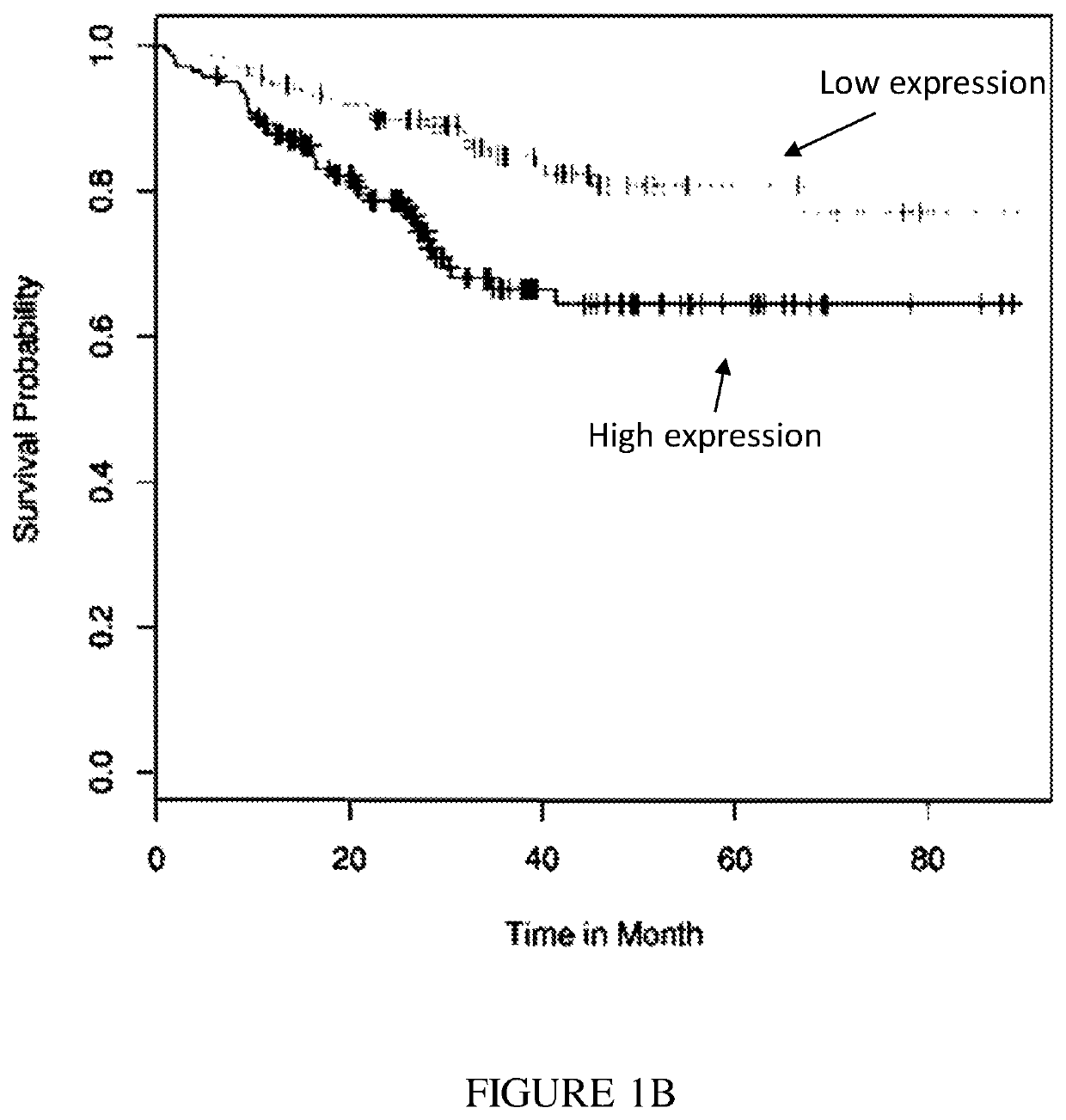 Antibodies specific to human poliovirus receptor (PVR)