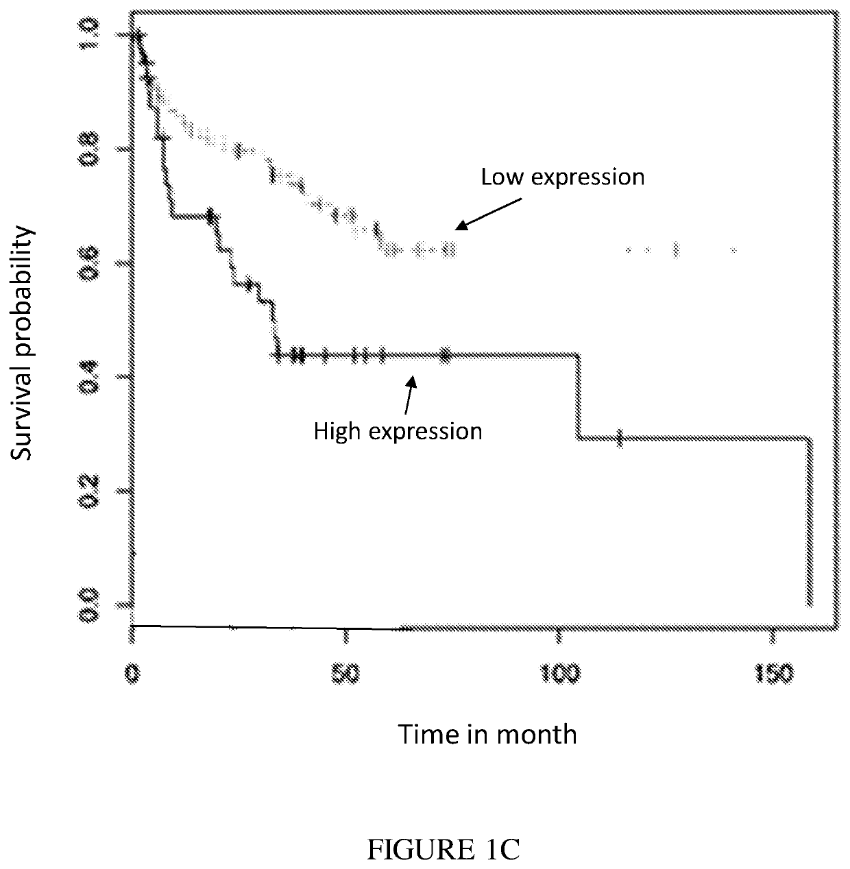 Antibodies specific to human poliovirus receptor (PVR)