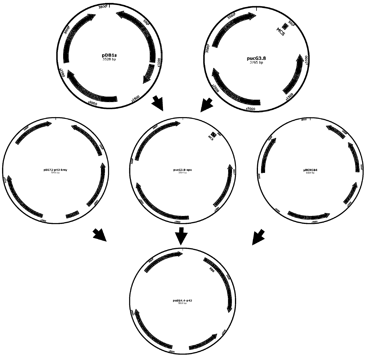 Application of heat shock protein gene from thermophilic bacteria