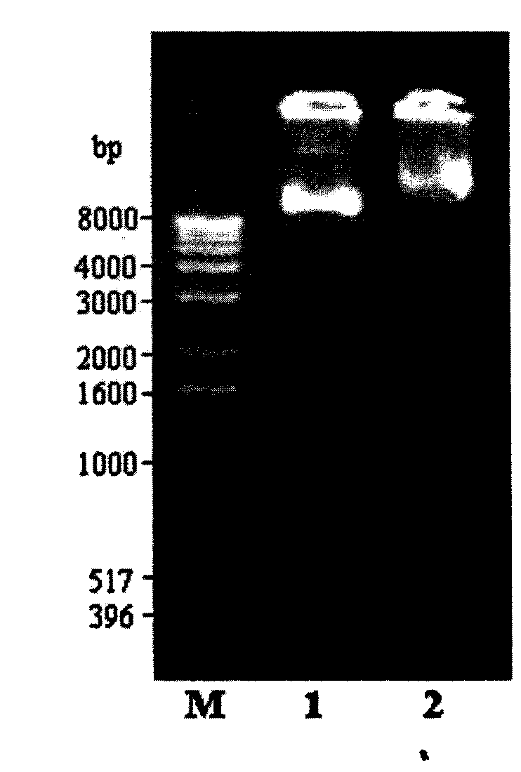 Plant expression vector without antibiotic marker gene and construction method and application thereof