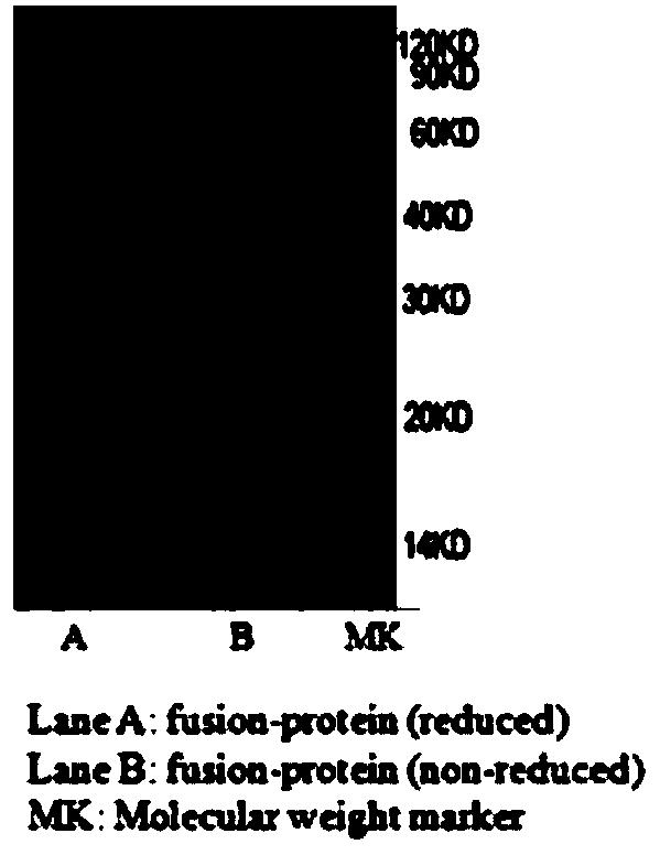 A fusion protein and its application for restoring the function of exhausted immune cells