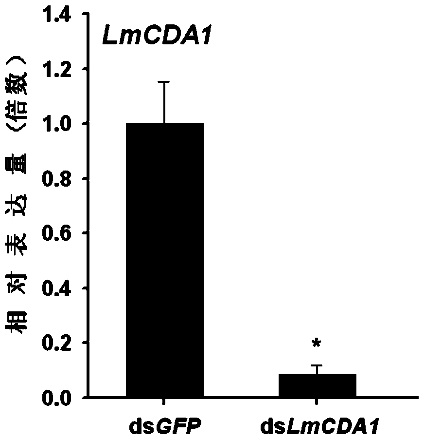 Insect chitin deacetylase gene 1 and its application in pest control