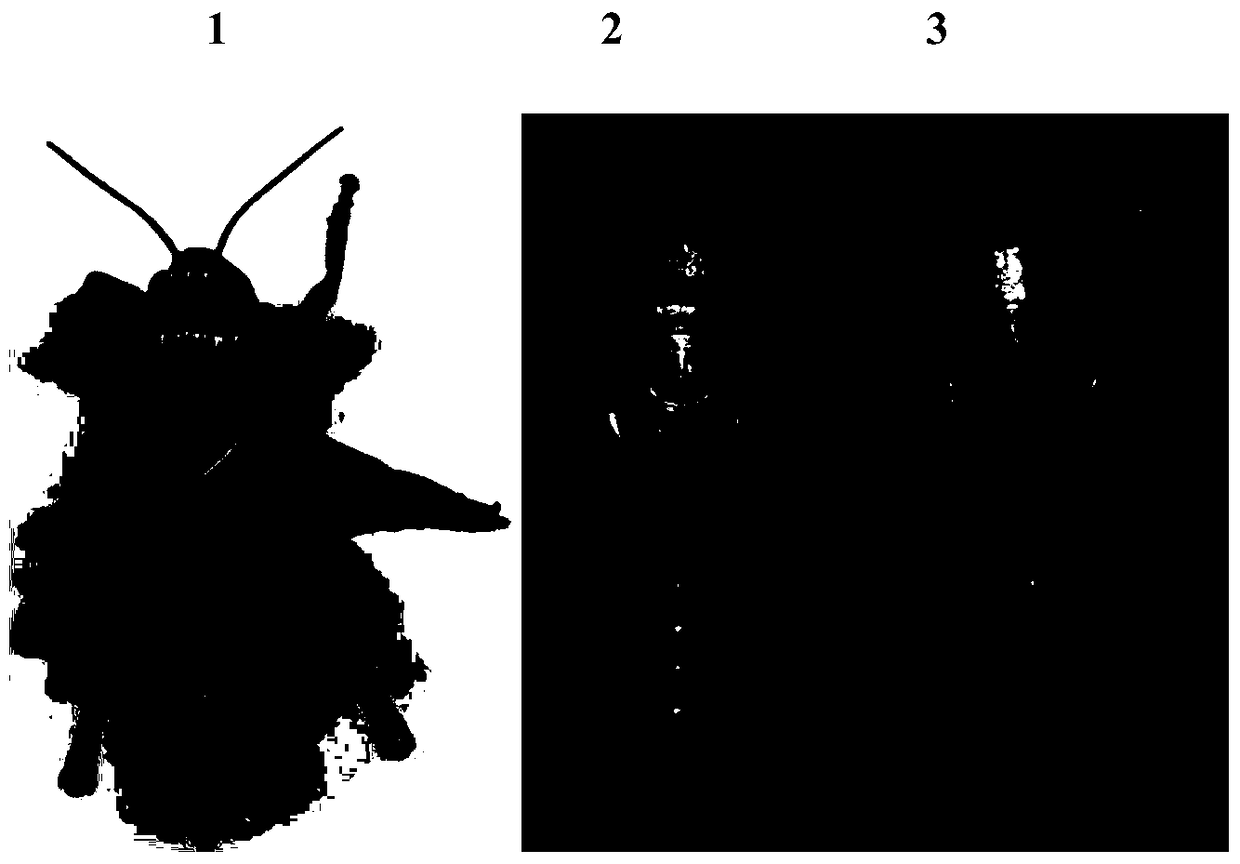 Insect chitin deacetylase gene 1 and its application in pest control