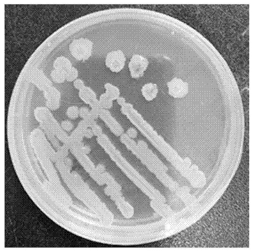 Bacillus velezensis AM6, microbial inoculum, and preparation method and application of microbial inoculum