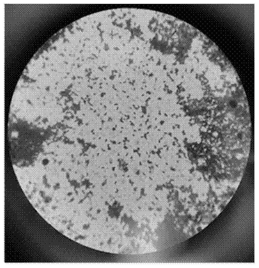 Bacillus velezensis AM6, microbial inoculum, and preparation method and application of microbial inoculum