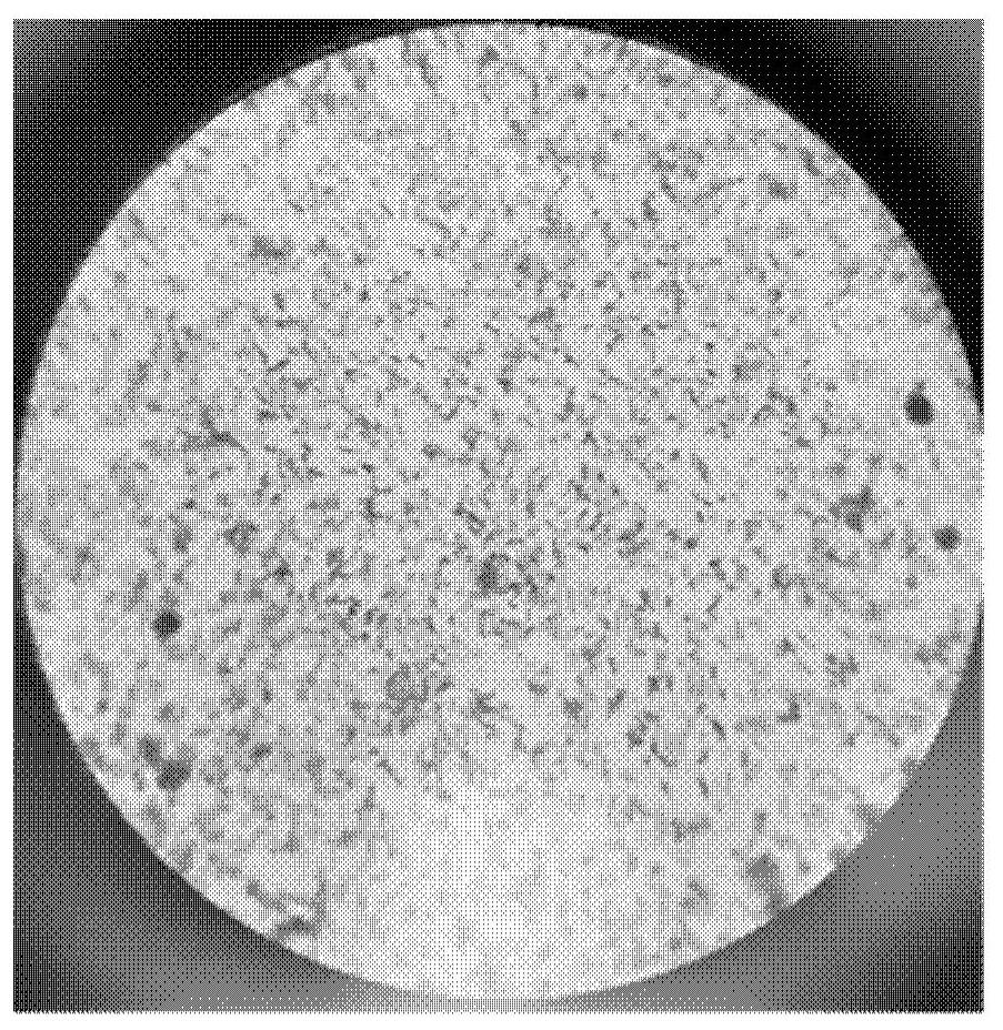 Bacillus velezensis AM6, microbial inoculum, and preparation method and application of microbial inoculum