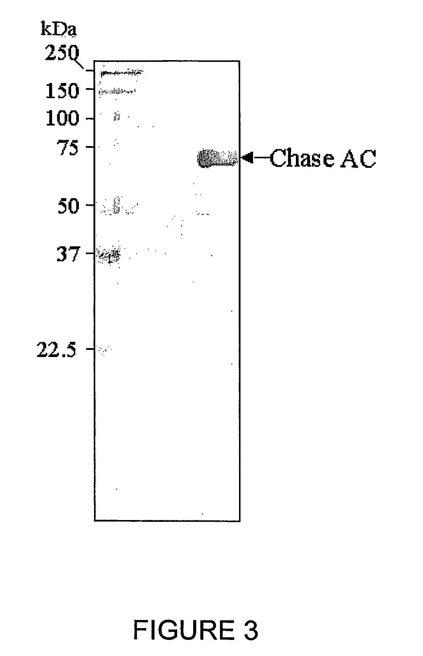 Chimeric protein