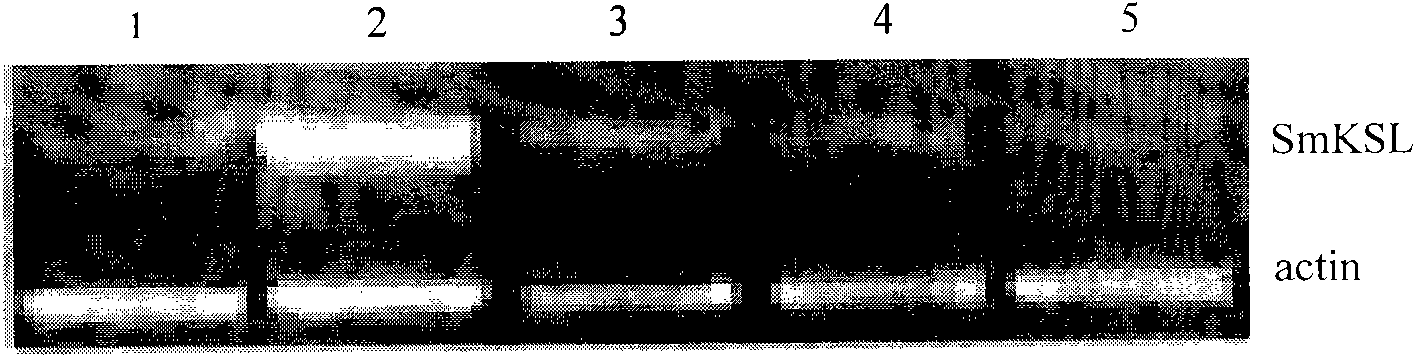 Gene for generating related diterpene synthase together with tanshinone type compound as well as encoding product and application thereof