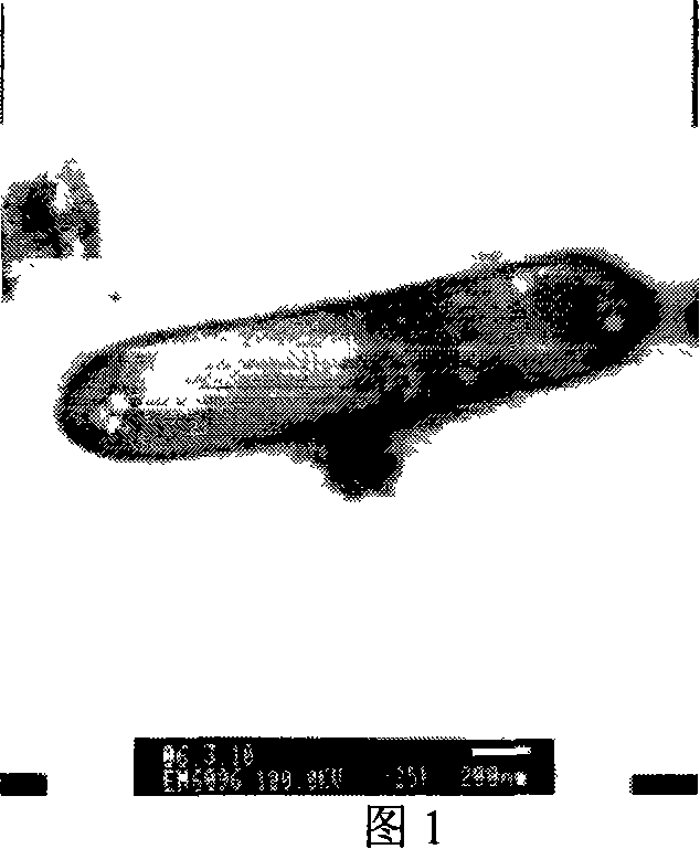 Clostridium Daqing clostridium and application thereof