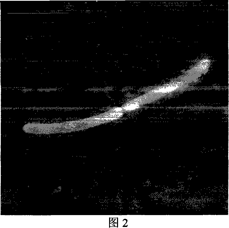 Clostridium Daqing clostridium and application thereof