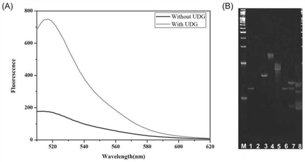 Fluorescent biosensor for detecting uracil DNA glycosylase as well as detection method and application of fluorescent biosensor