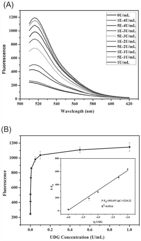 Fluorescent biosensor for detecting uracil DNA glycosylase as well as detection method and application of fluorescent biosensor
