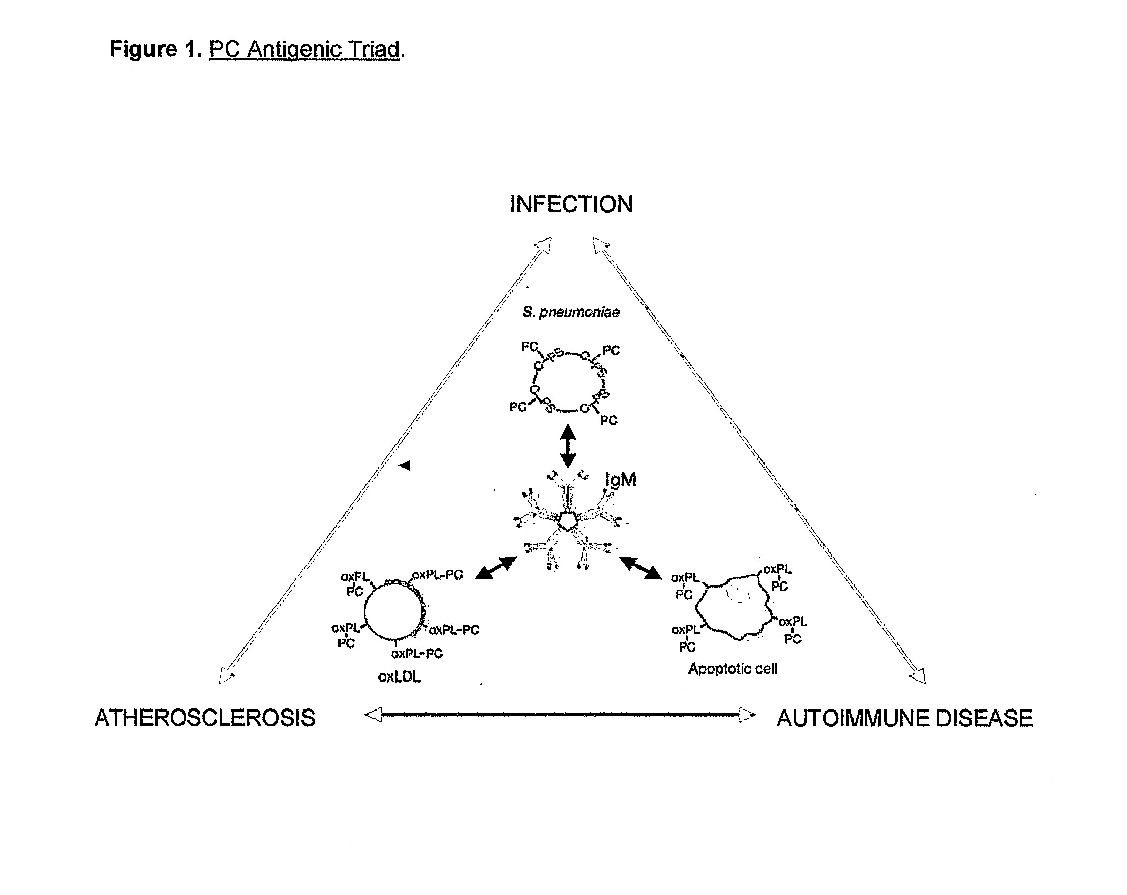 Methods For Reducing the Symptoms of Autoimmunity and Inflammation Using Binding Proteins Against Antigens Exposed on Dead or Dying Cells