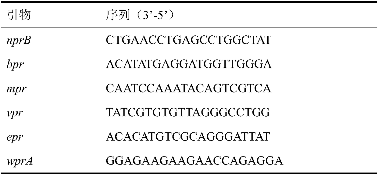 Bacillus subtilis used for high-efficiency expression and high-density culture of pullulanase