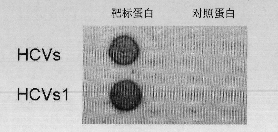 Nucleic acid aptamer specifically combined with hepatitis C virus core protein and application thereof