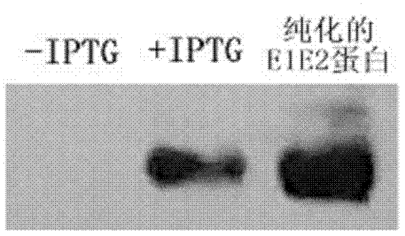Nucleic acid aptamer capable of identifying HCV E1E2 (hepatitis C virus E1E2), nucleic acid aptamer derivatives and screening method and application thereof