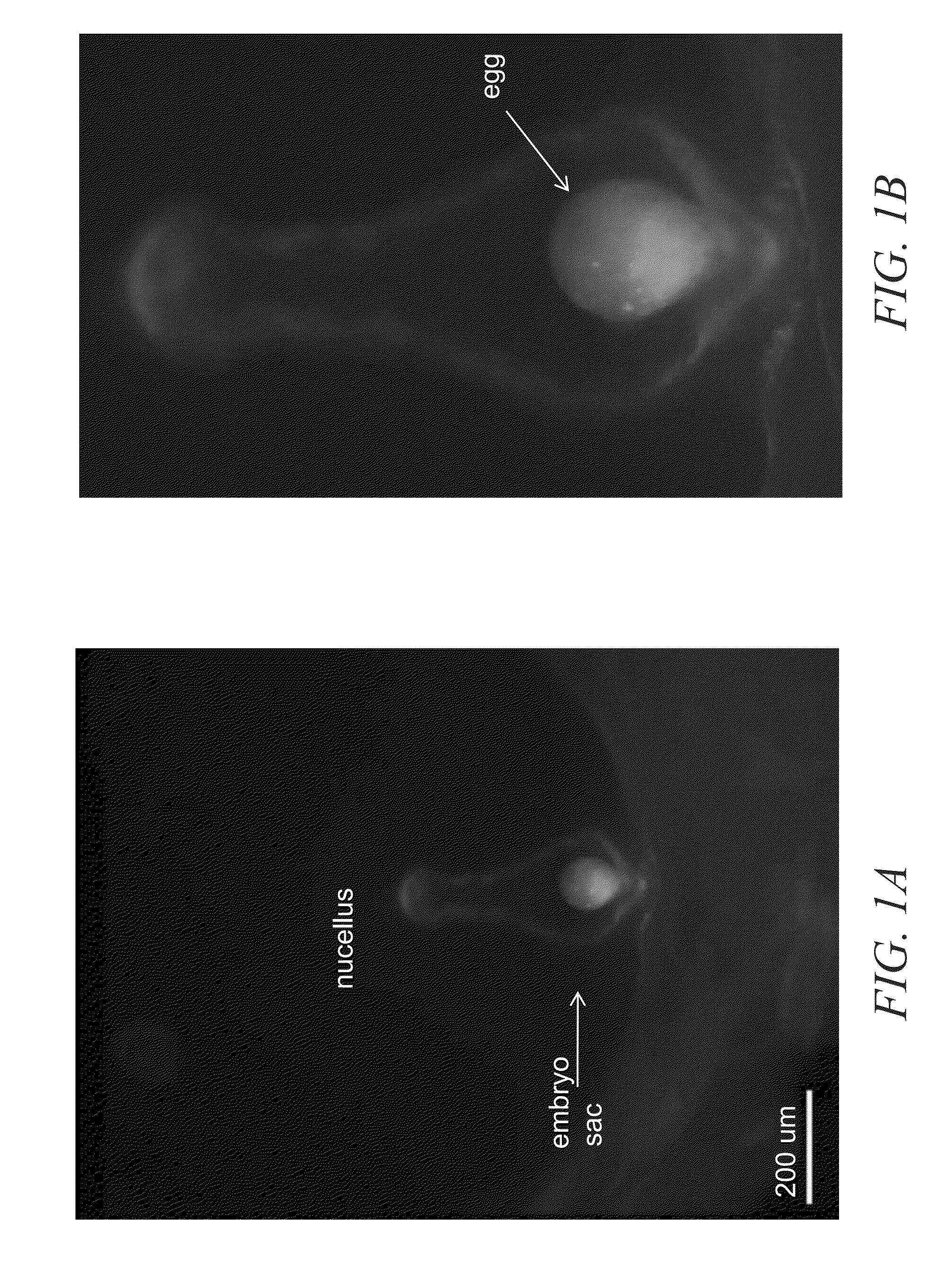 Compositions and methods for the expression of a sequence in a reproductive tissue of a plant