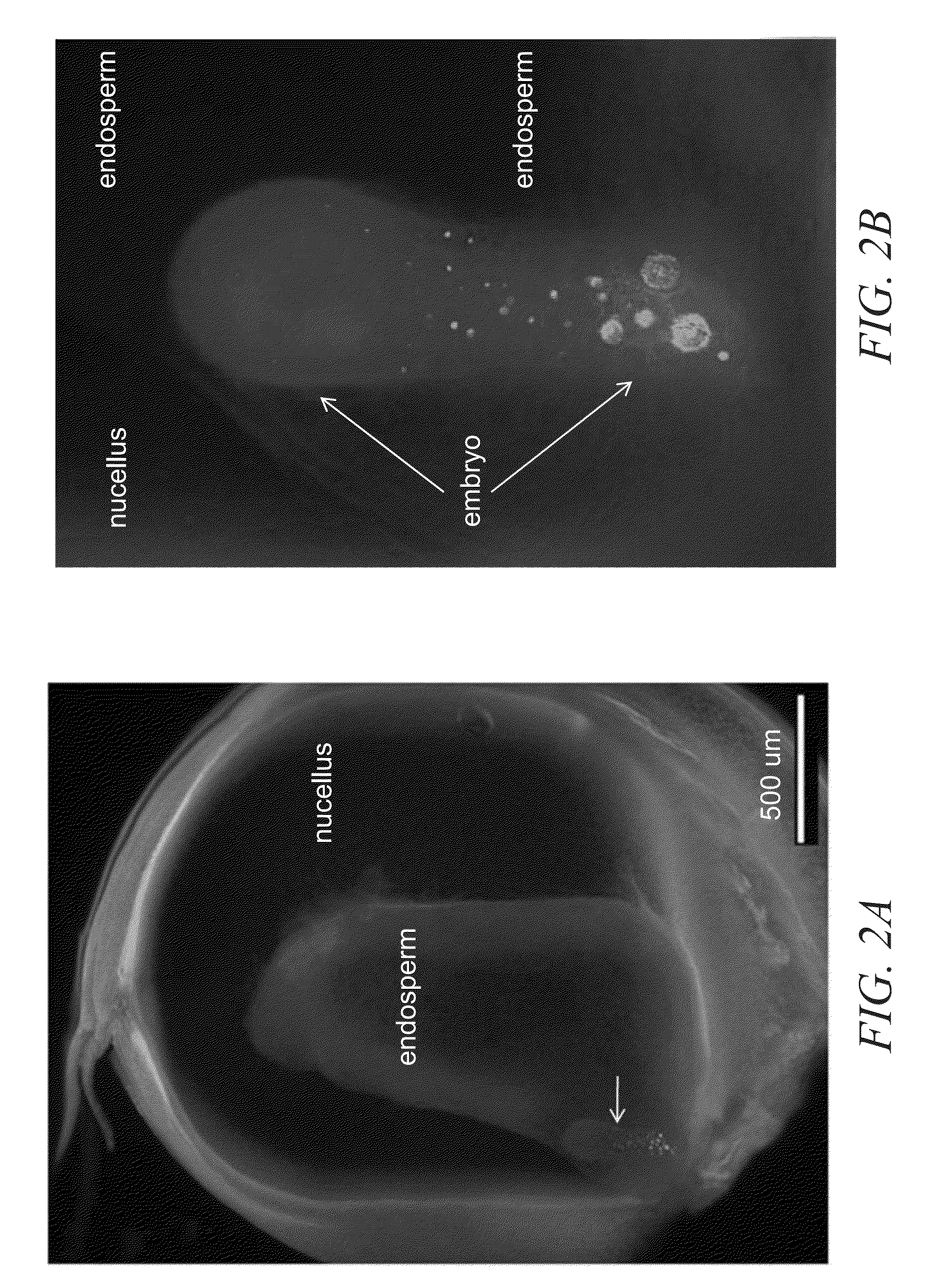 Compositions and methods for the expression of a sequence in a reproductive tissue of a plant