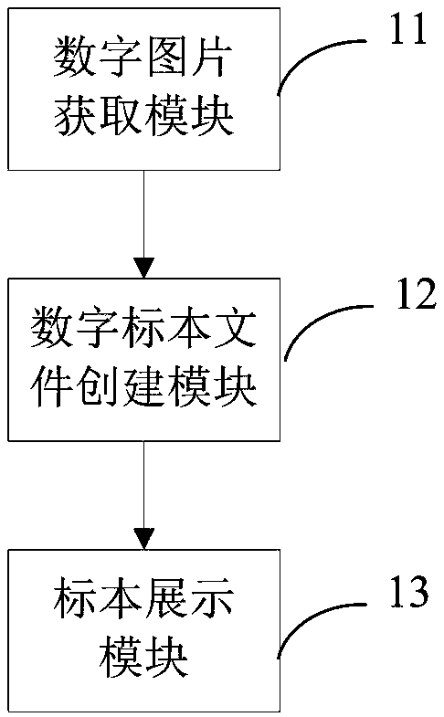 A digital specimen stereoscopic display method and apparatus