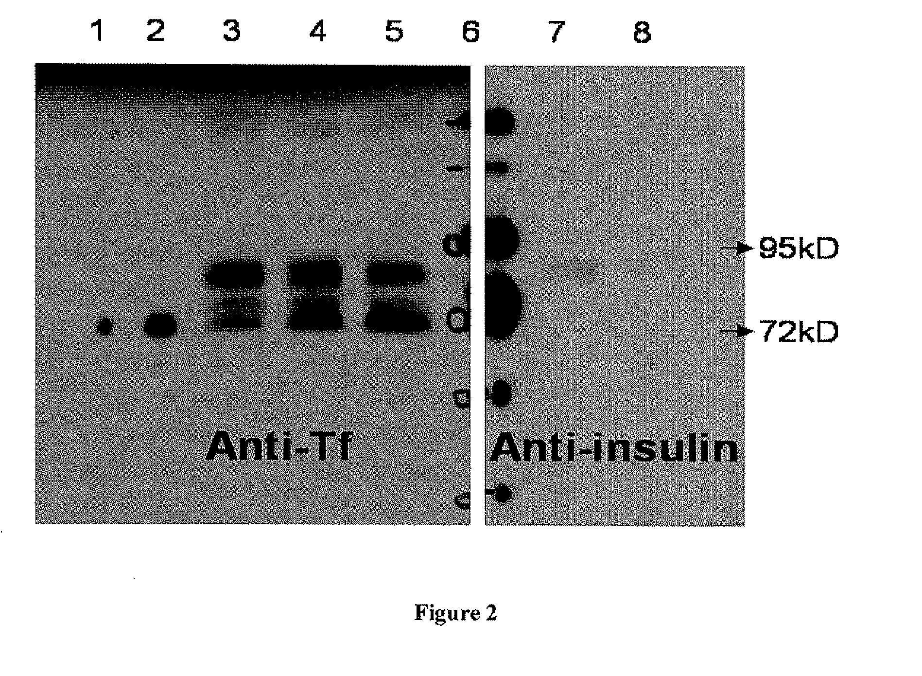 Method for Uses of Protein Precursors as Prodrugs