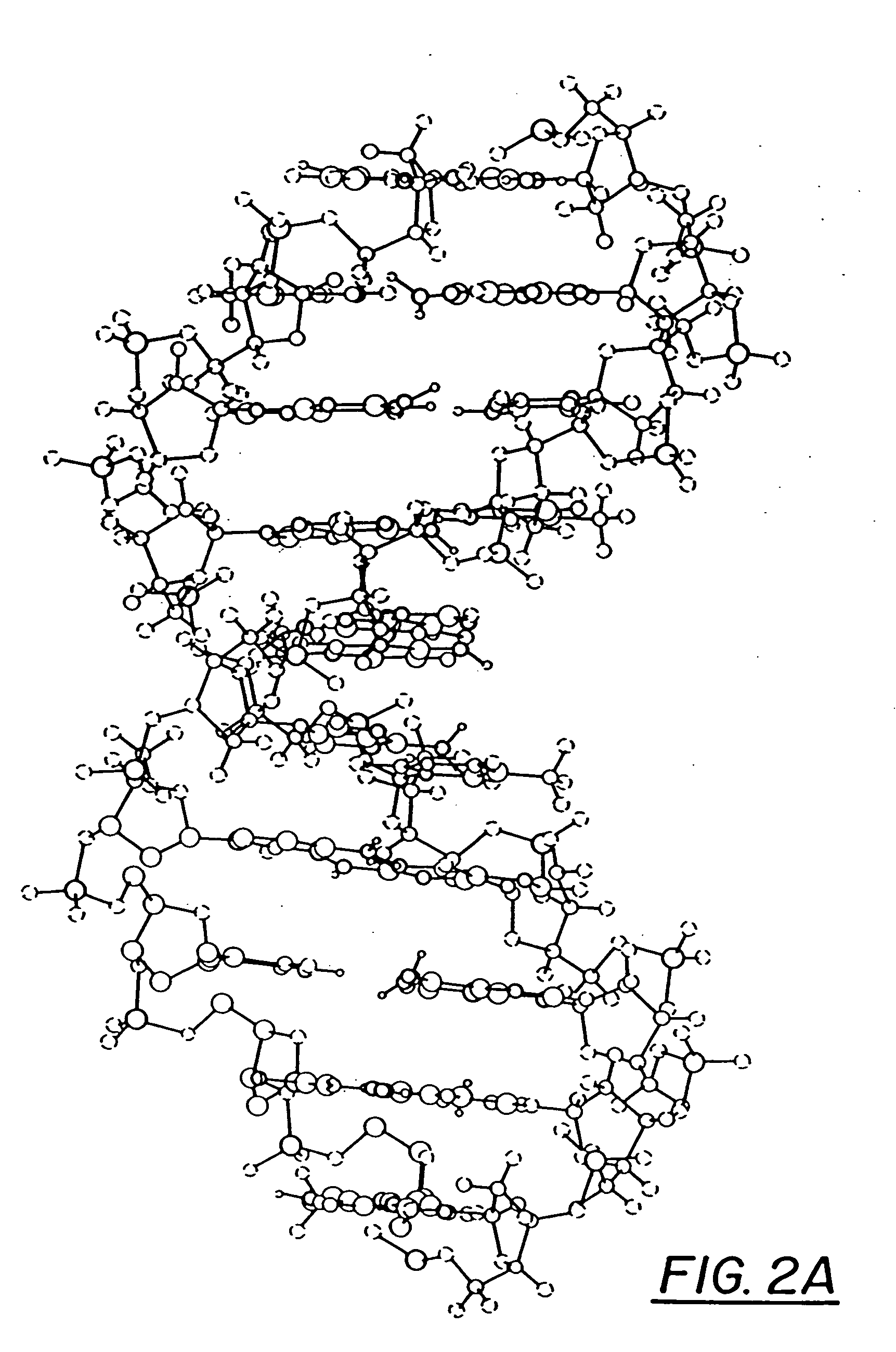 Ring-expanded nucleosides and nucleotides