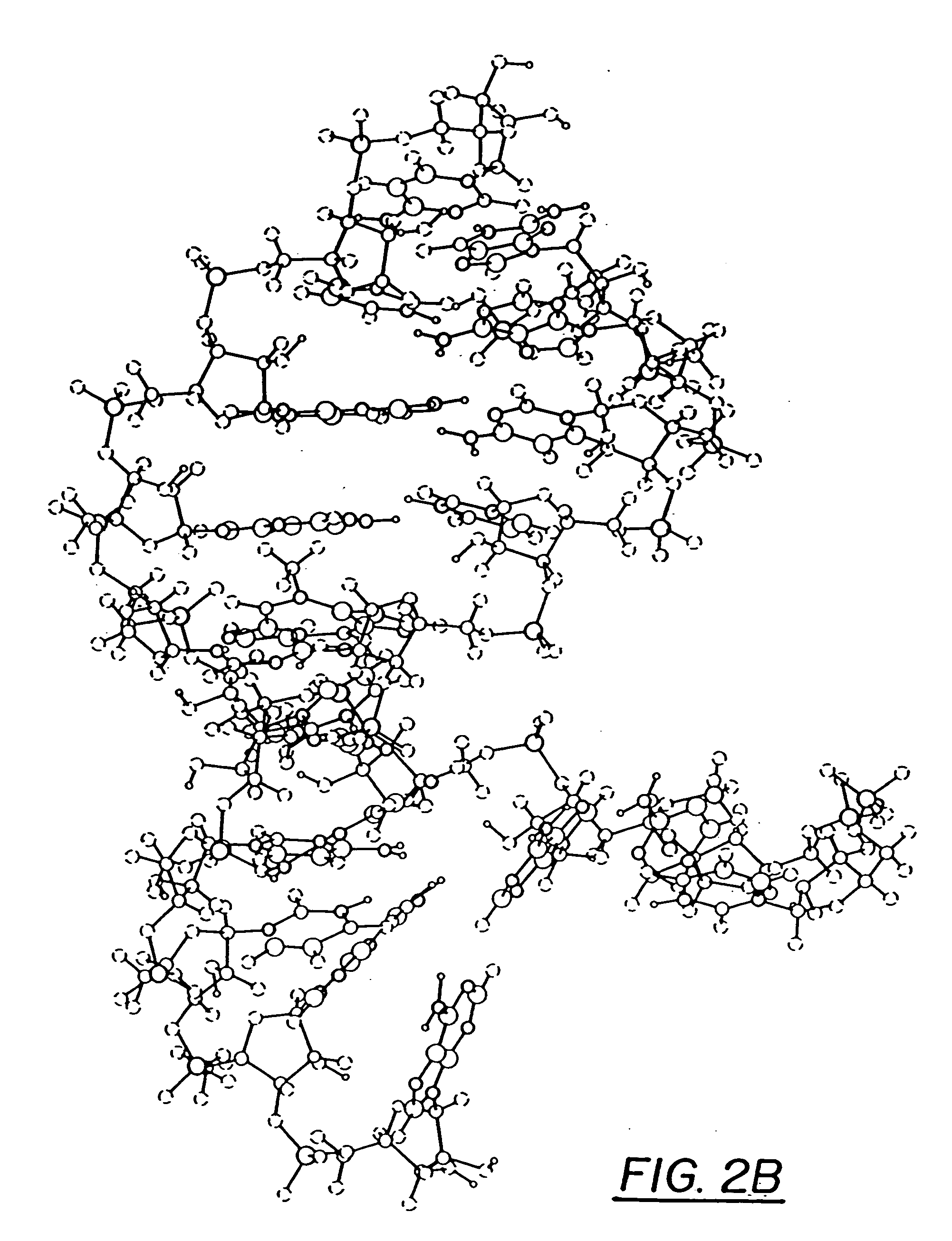 Ring-expanded nucleosides and nucleotides