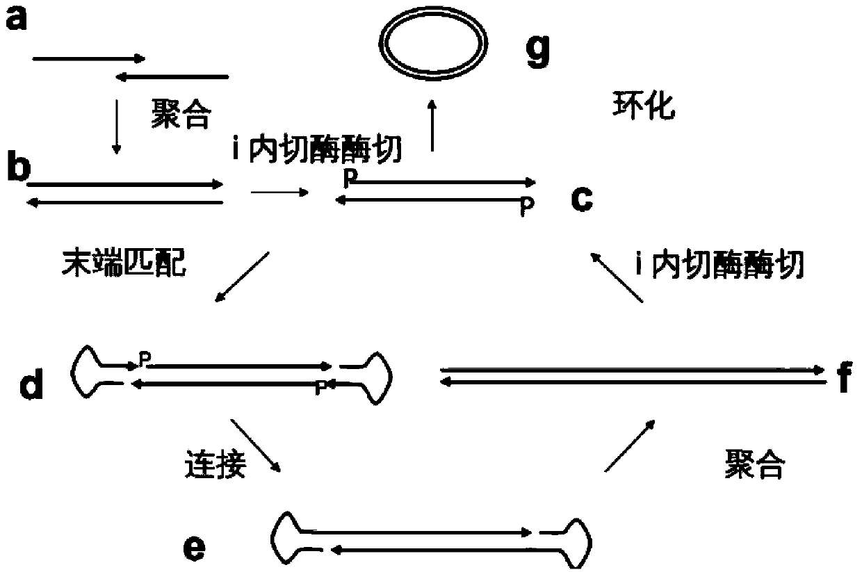 Nucleic acid synthesis method based on bidirectional isothermal extension