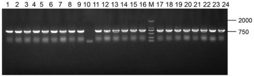 Recombinant saccharomyces cerevisiae for expressing caveolin and application of recombinant saccharomyces cerevisiae