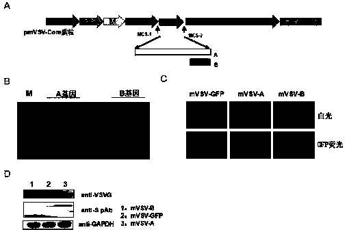 mVSV virus vector and virus vector vaccine, and COVID-19 vaccine based on mVSV mediation