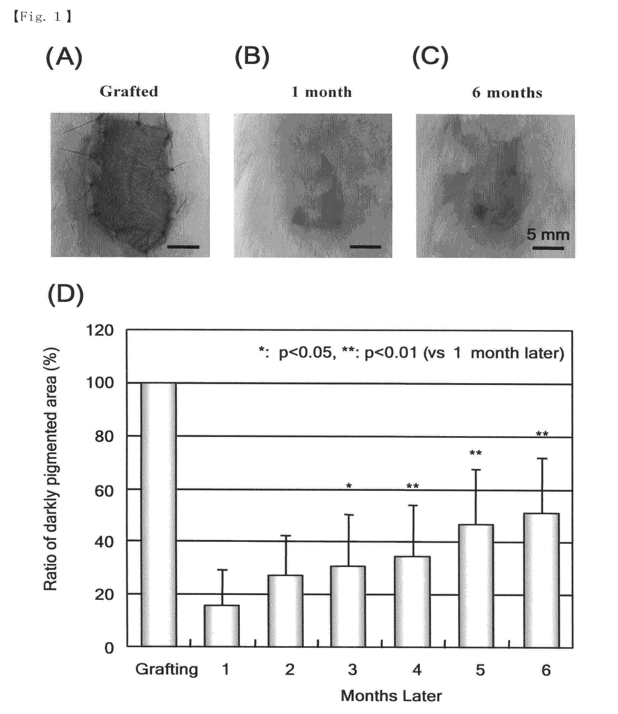 Animal model for hyperpigmentation