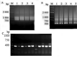 Canine distemper virus H protein nano antibody and preparation process thereof