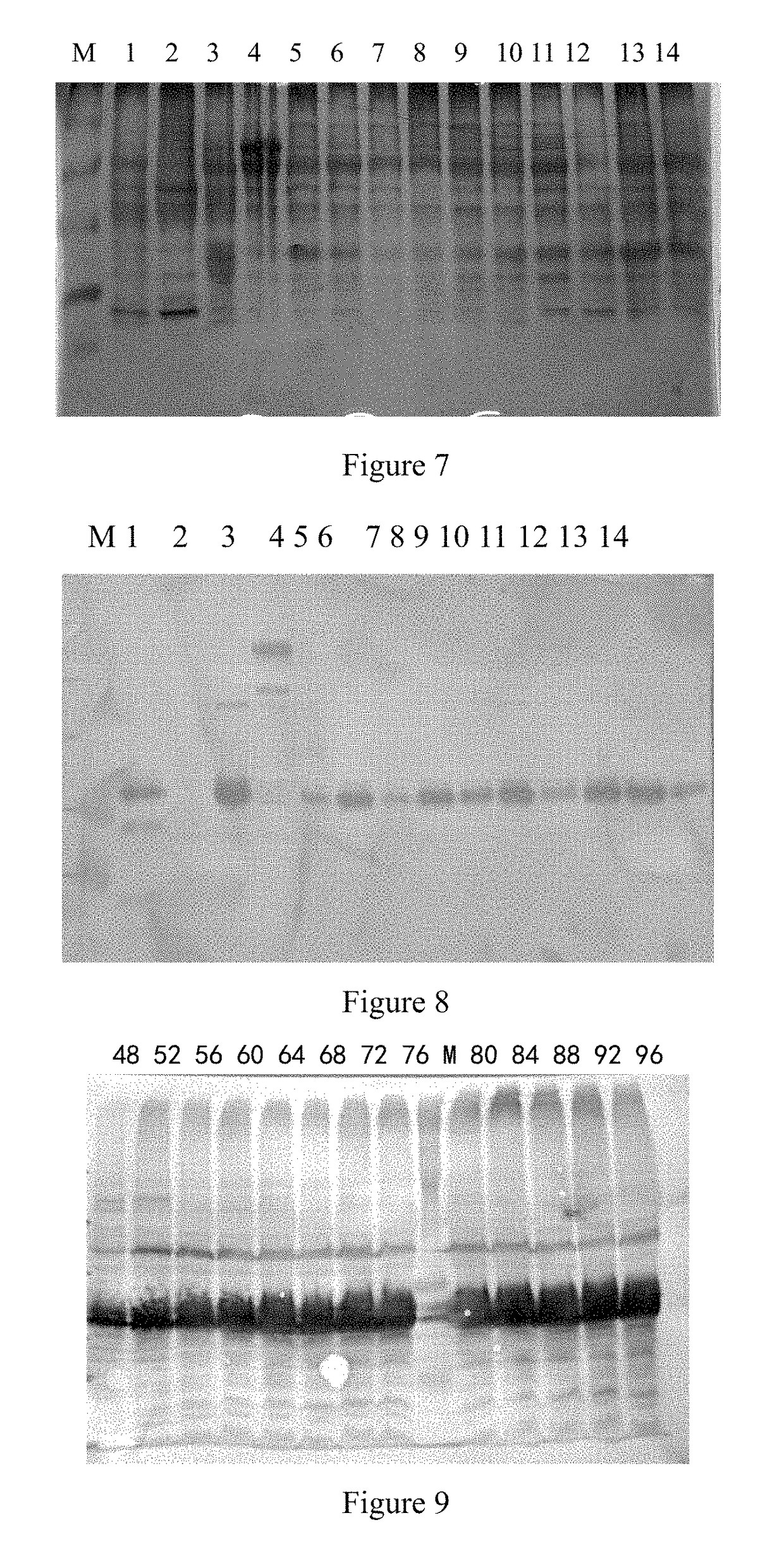 EV71 virus-like particles and preparation method and application thereof