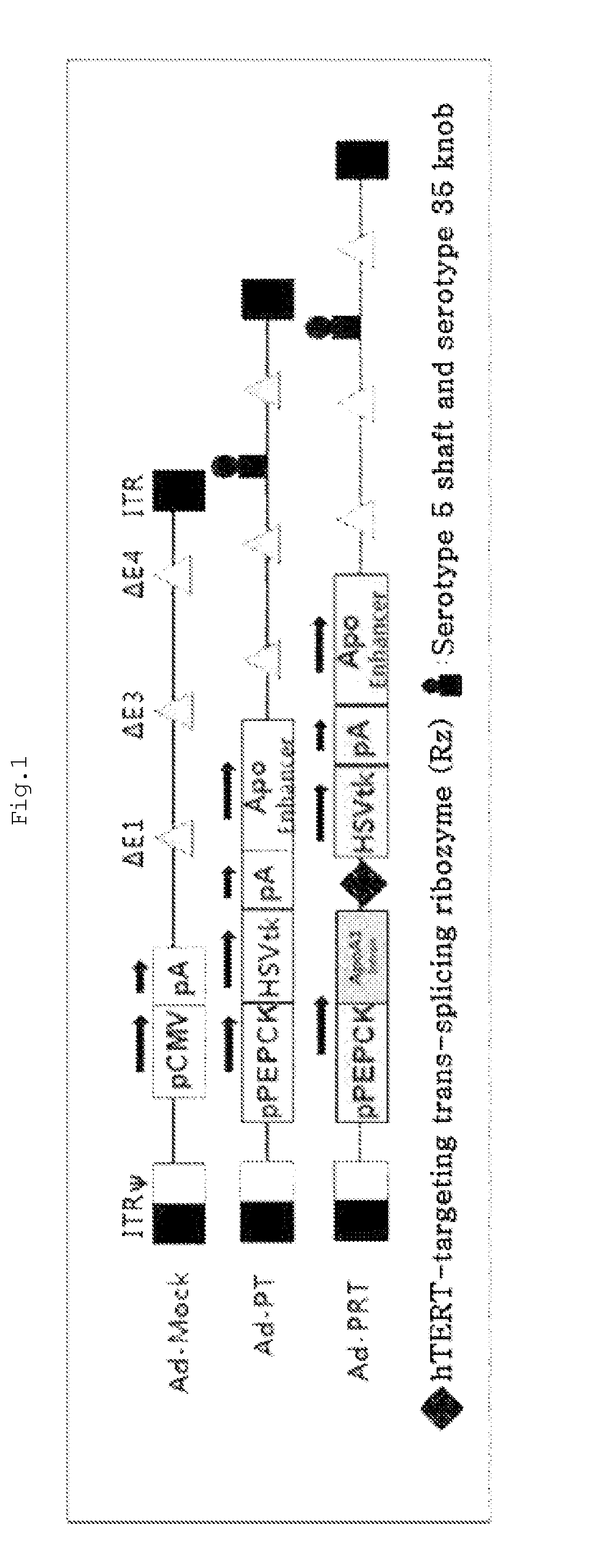 Recombinant adenovirus with increased safety and anticancer activities, and use thereof