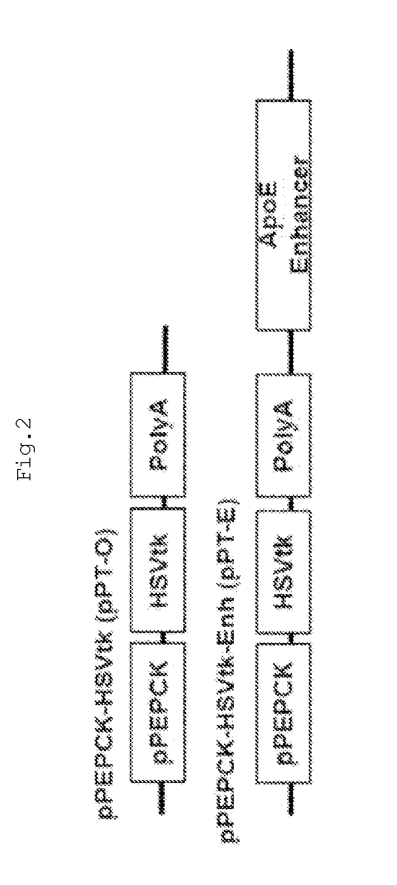 Recombinant adenovirus with increased safety and anticancer activities, and use thereof