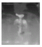 A method for breeding offspring of calyx arachnids by cultivating immature seeds