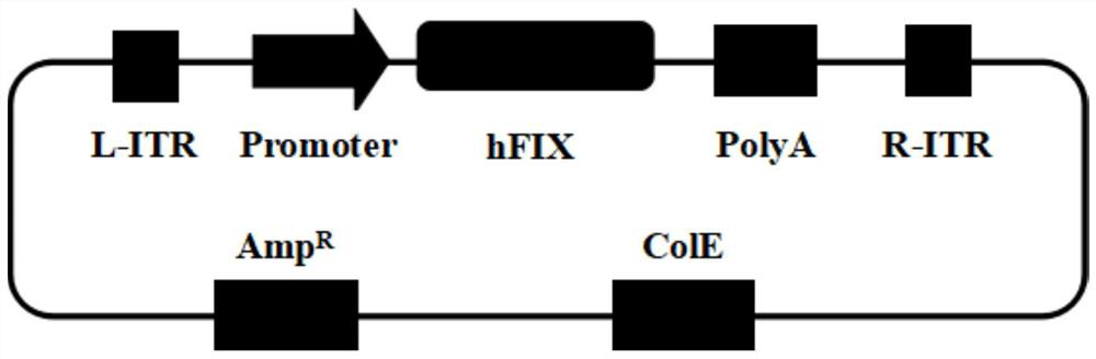 Method for improving expression level of human coagulation factor IX