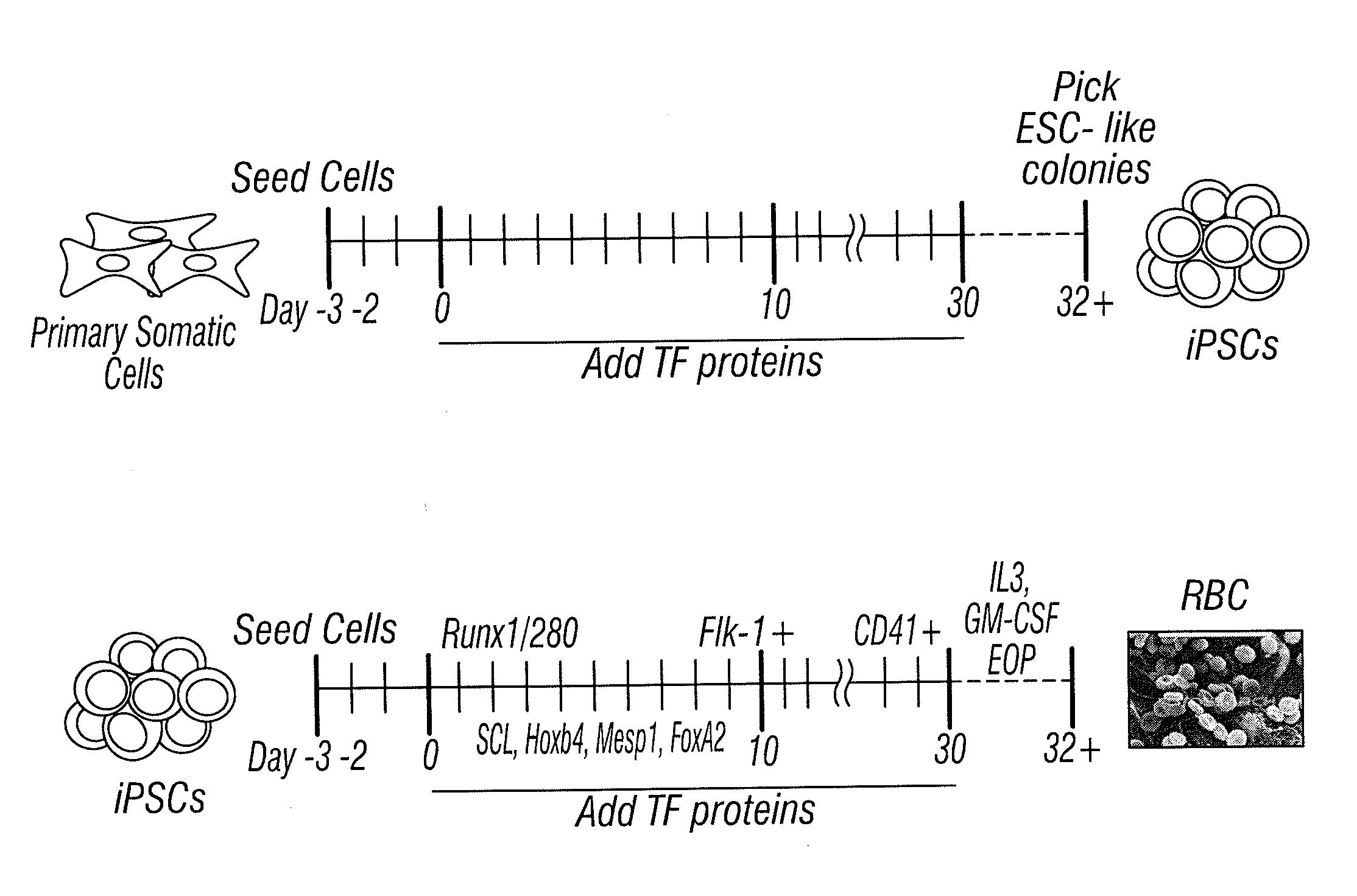 Generating ips cells by protein transduction of recombinant potency-determining factors