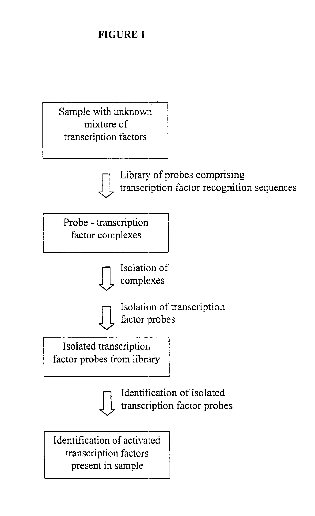 Method and kit for isolating DNA probes that bind to activated transcription factors