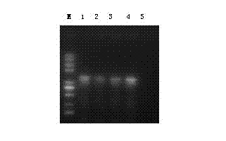 Corn chloroplast transgene expression vector containing herbicide resistant gene and application thereof