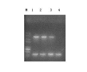 Corn chloroplast transgene expression vector containing herbicide resistant gene and application thereof