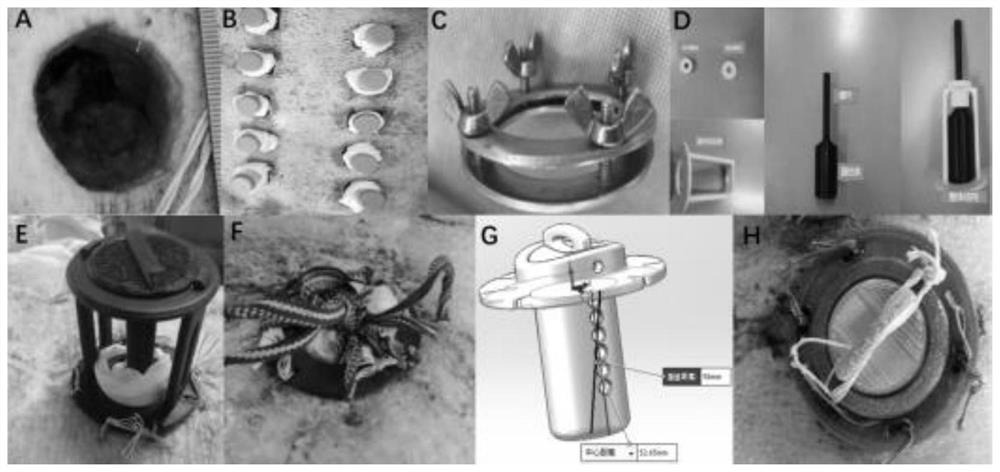 Method for constructing diabetic pig chronic skin ulcer model