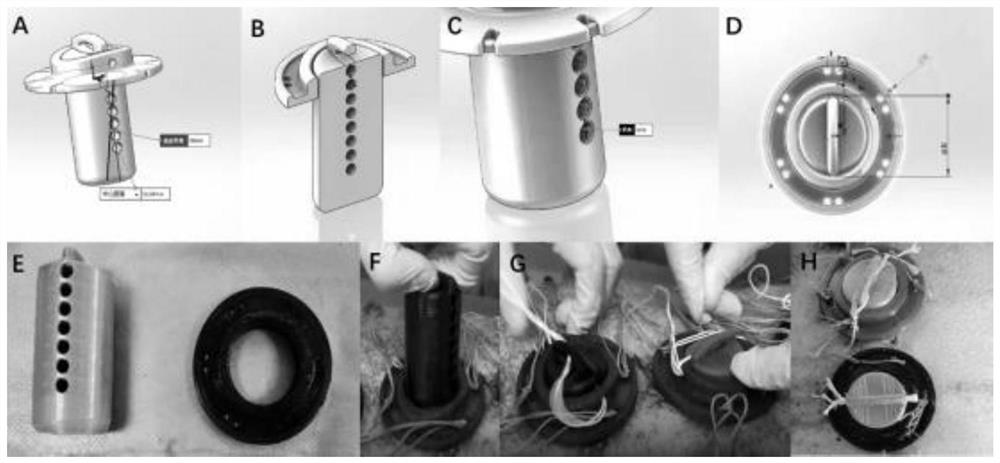 Method for constructing diabetic pig chronic skin ulcer model