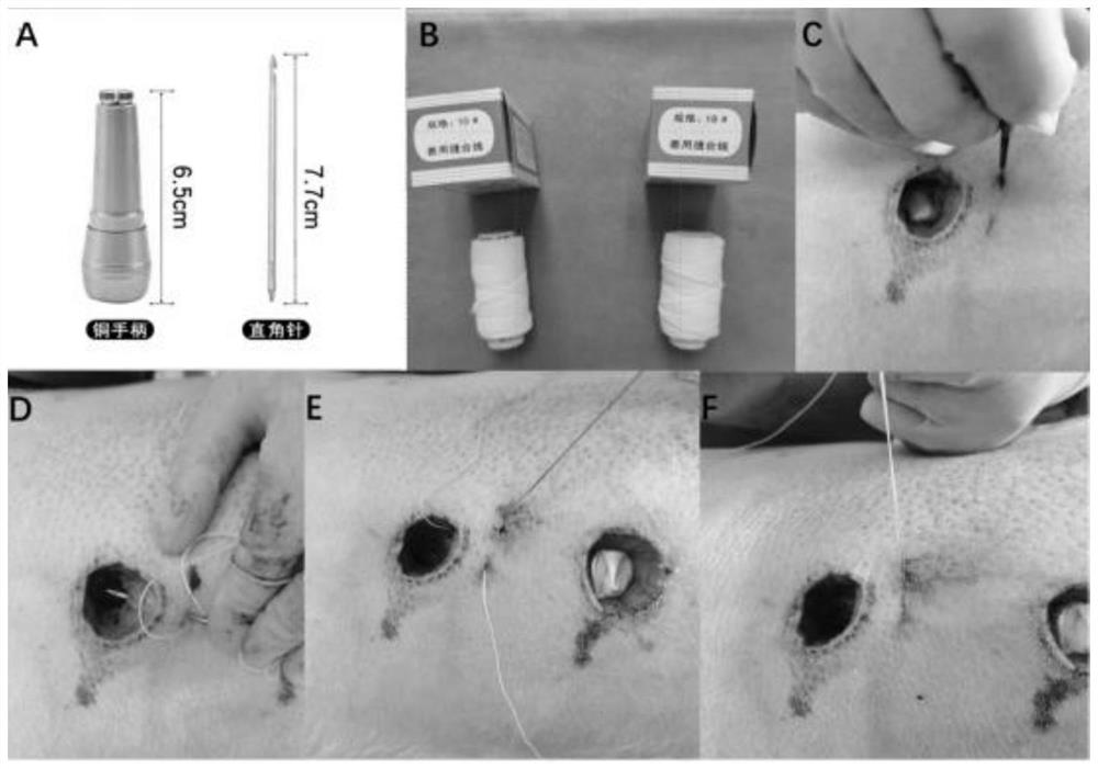 Method for constructing diabetic pig chronic skin ulcer model